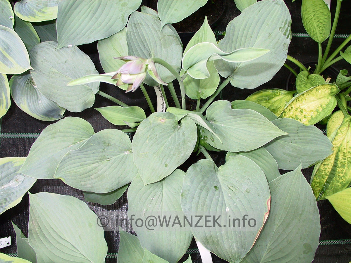 Hosta nakaiana Blue Boy 04.jpg
